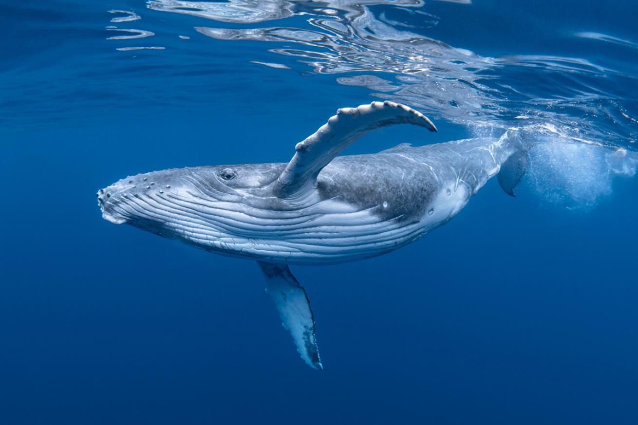 Retreats humpback whale shutterstock craig lambert photography 2 - Awakened Soul Yoga